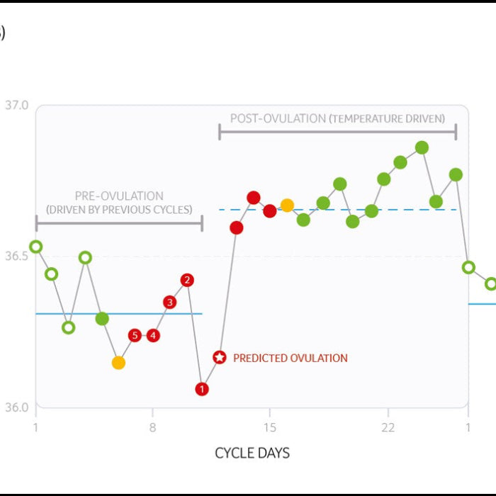 BBT chart showing basal body temperature patterns across the follicular and luteal phases of the menstrual cycle