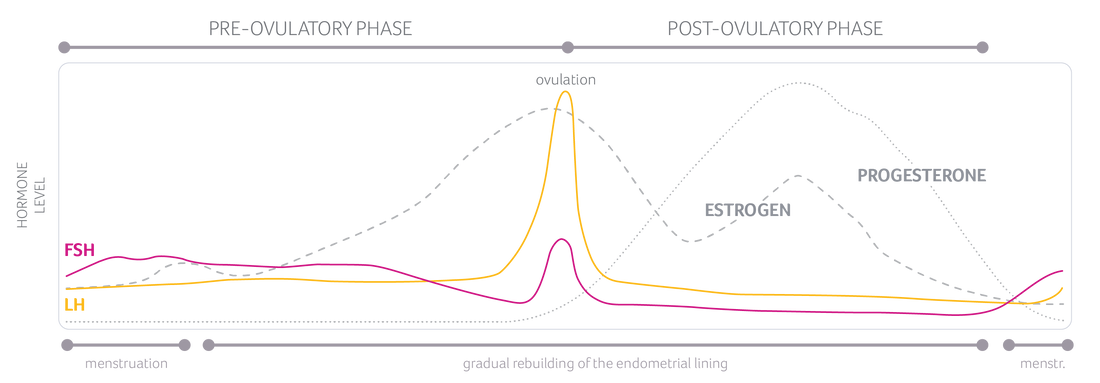 Graph showing hormone levels including oestrogen and progesterone across the menstrual cycle phases