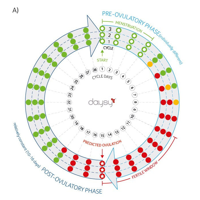 Is Your Cycle Irregular? Your Follicular Phase Is Key