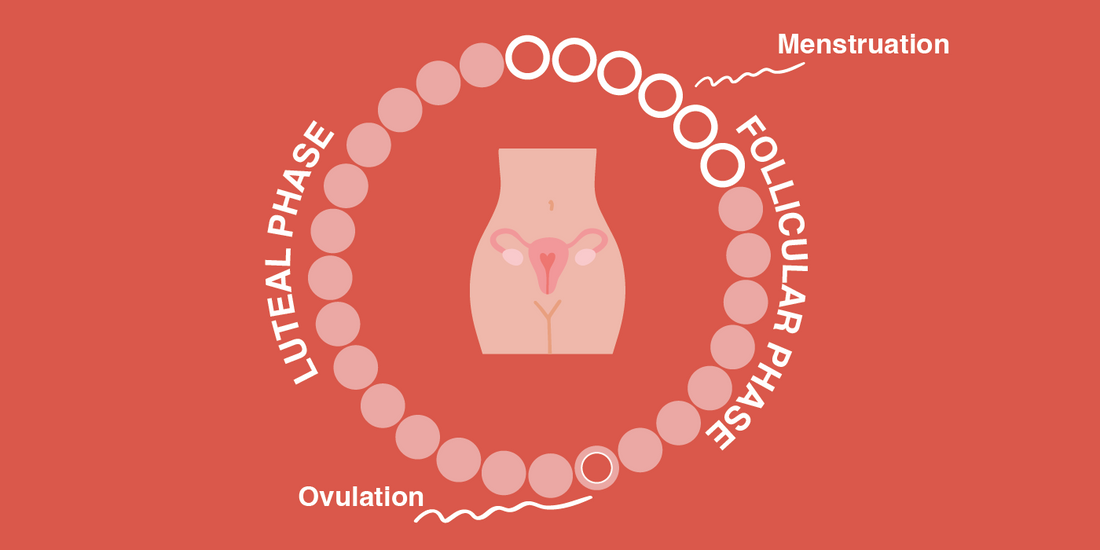Diagram showing the four phases of the menstrual cycle including follicular, ovulation, and luteal phases